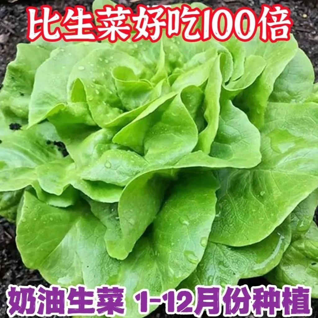 奶油生菜新鲜蔬菜叶菜类生菜生吃凉拌甜脆多汁沙拉菜农家自种阳台