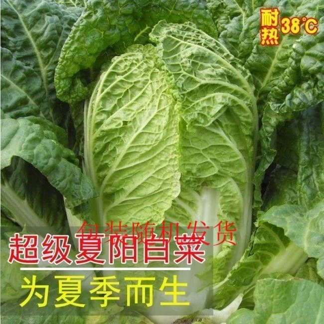 夏阳50天白菜种子 耐热大白菜种子 夏秋季早熟大小白阳台