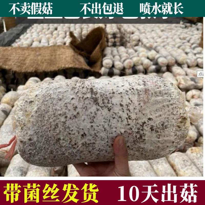 【菌丝发货/十天吃】平菇蘑菇菌包菌种菌包家庭室内四季盆栽菌种