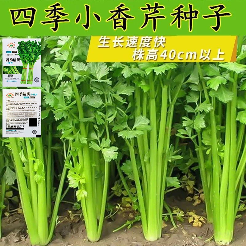 四季小香芹种子芹菜苗种籽春秋季青菜籽蔬菜种孑菜阳台