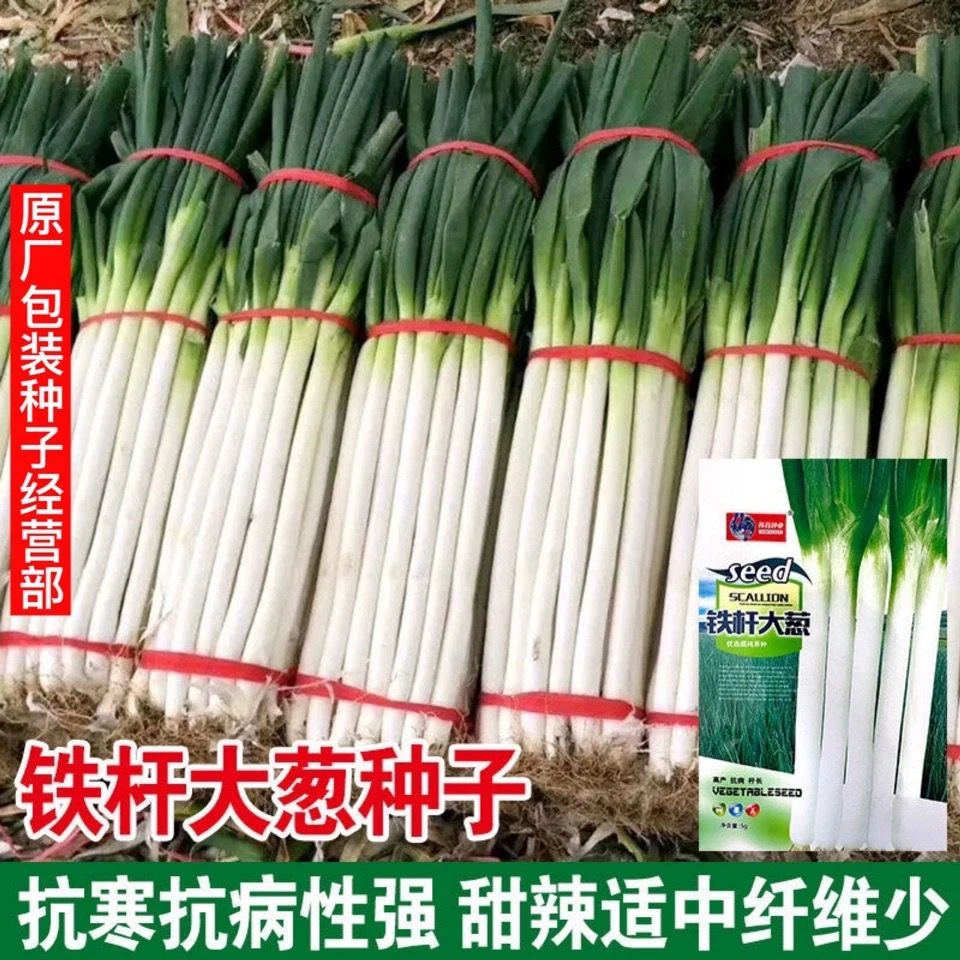【苞出芽】铁杆大葱种子四季长白高产山东章丘抗病新手简单