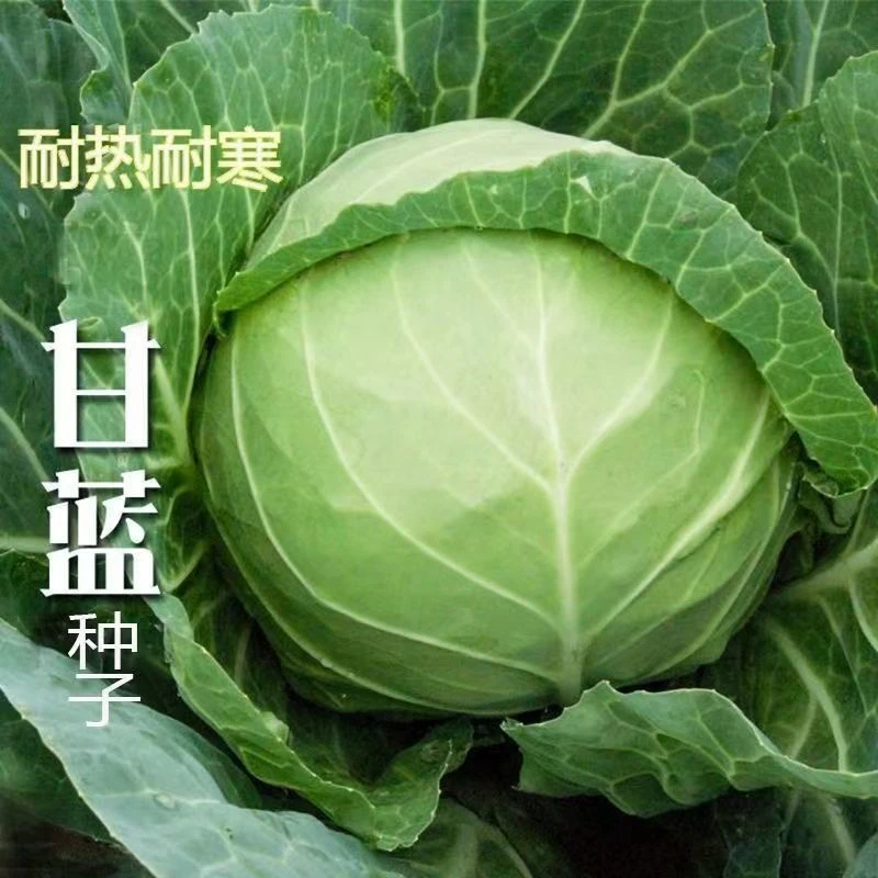 【苞对版】夏播甘蓝种子特热40度可种莲花白绿甘蓝包菜孔耐寒秋种