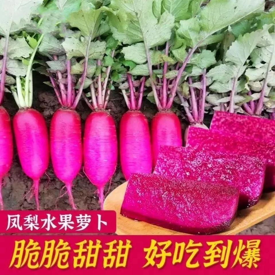 凤梨红心水果萝卜种子红皮满堂红心里美萝卜籽种子春秋四季播阳台