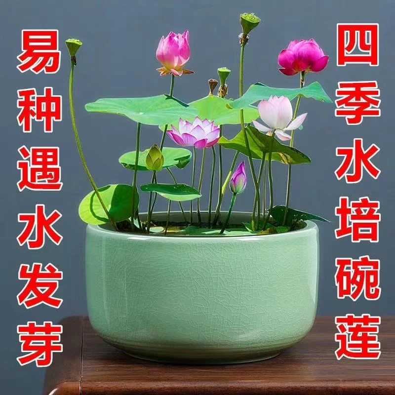 【水培】开口碗莲种子四季播种无土水培植物睡莲荷花孔耐寒秋种
