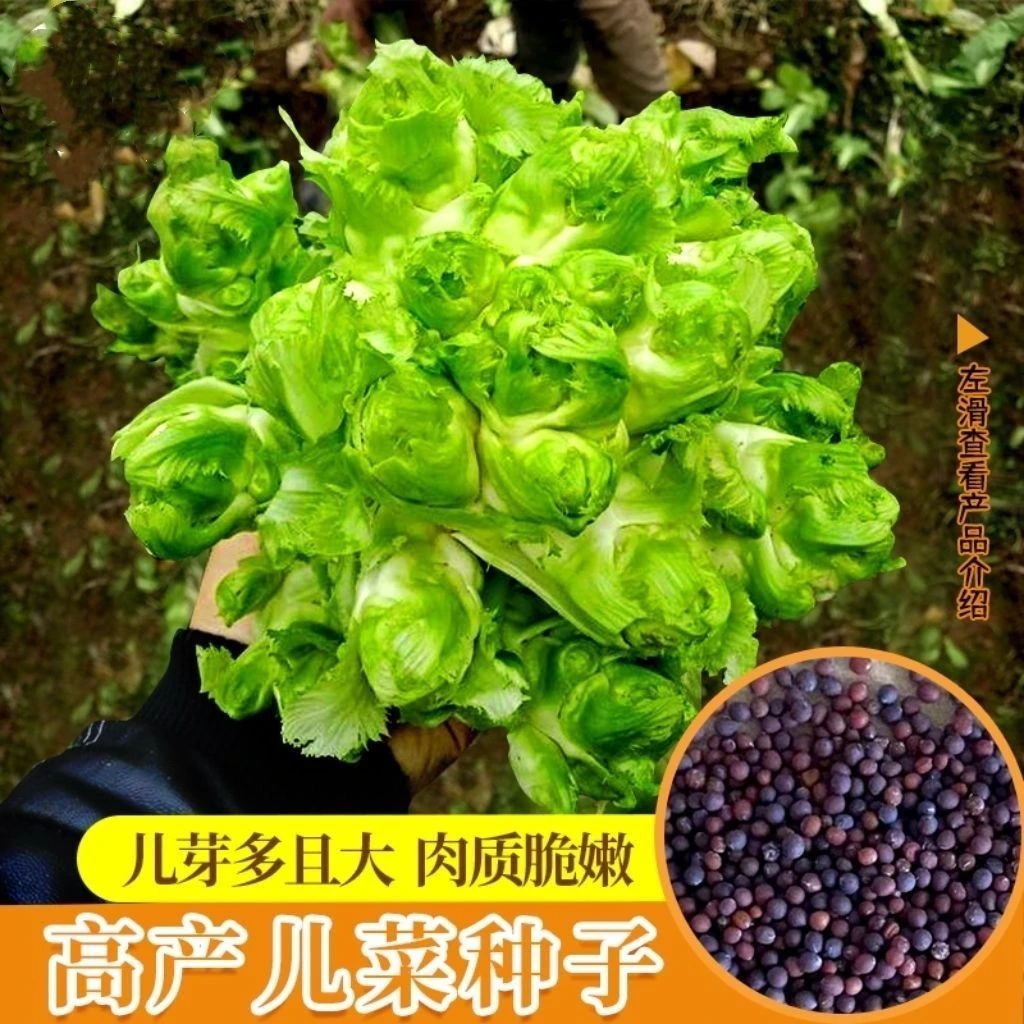 脆嫩大头儿菜种子四季播娃娃菜多头榨菜种子儿子菜秋阳台