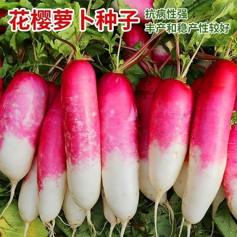 花樱萝卜种子甜脆水果罗卜种籽红皮水萝卜秋季播种优质植蔬菜阳台