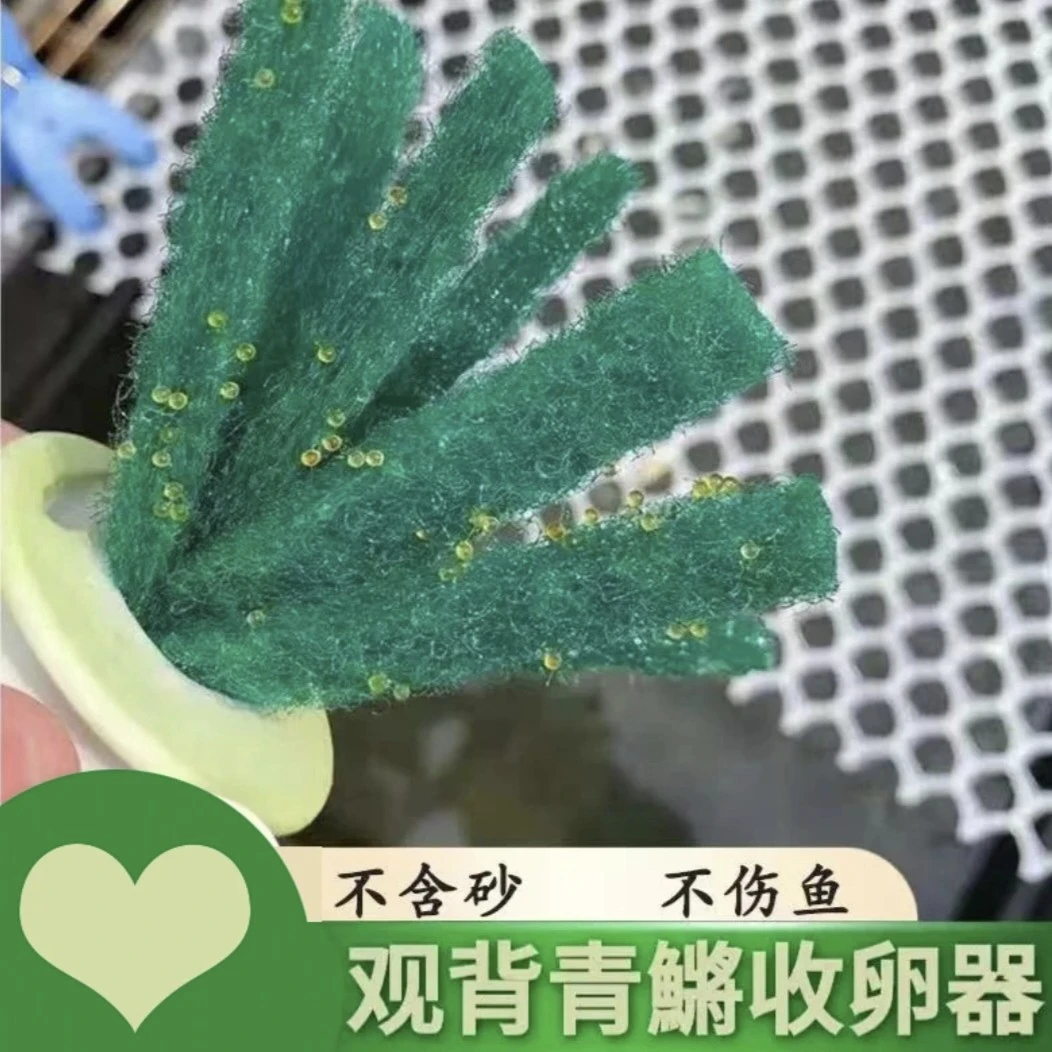 观背青鱂鱼卵收卵器漂浮挂卵神器观赏鱼专用鱼卵收集取卵器手工
