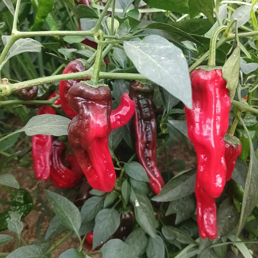 新鲜辣椒薄皮辣椒特辣香辣红皱皮辣椒做辣椒酱腌制泡椒首选