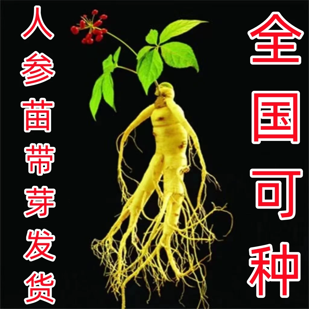 带芽人参苗林下参苗冬季宜成活阳台花盆均可种植冬季适宜栽培种子