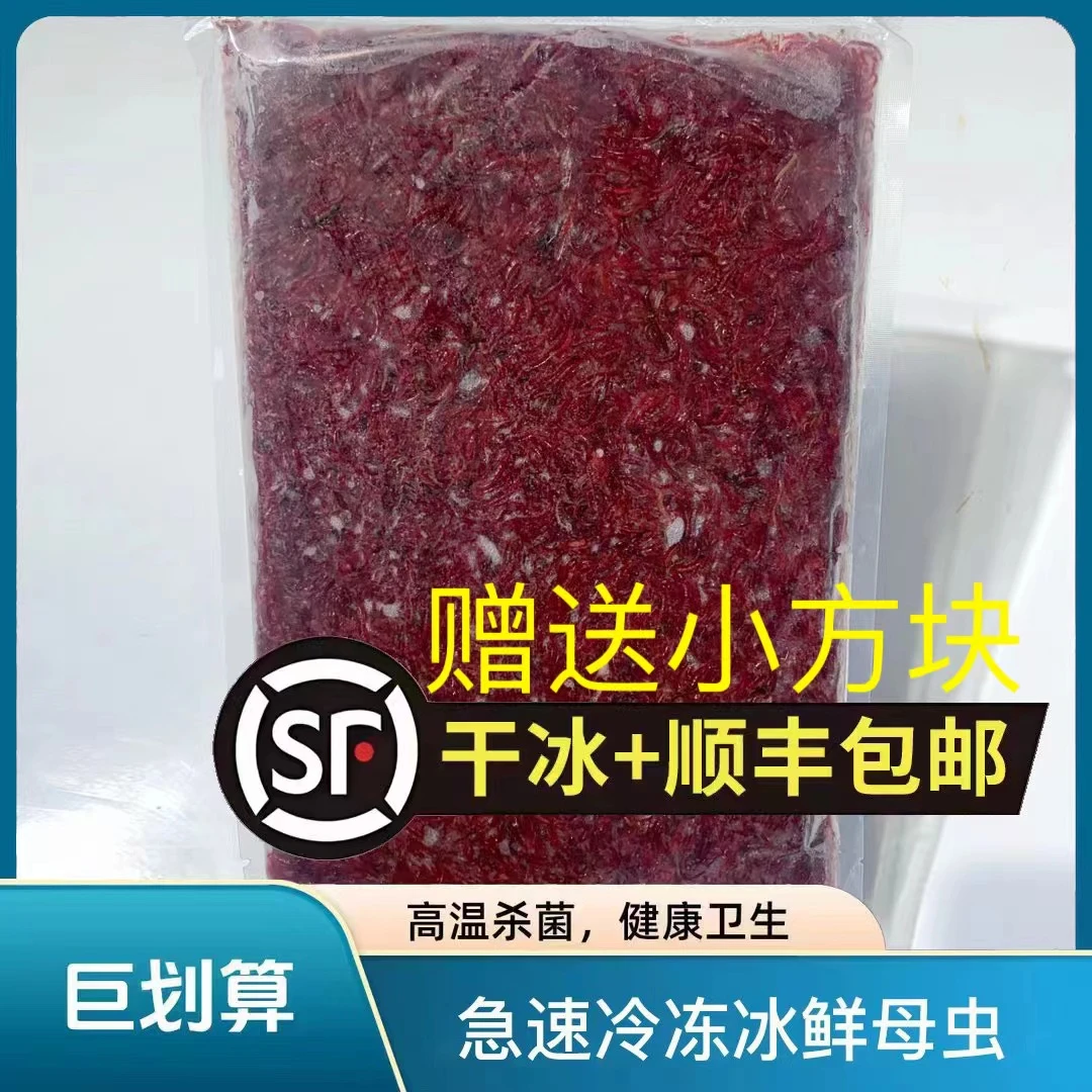【大号母虫】厂家直发冰鲜大号母虫冻板鱼饲料活饵速冻