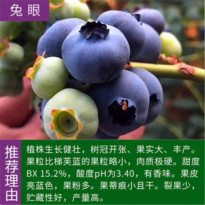 蓝莓苗蓝莓树苗 蓝莓盆栽 果树四季盆栽地栽南方 北方种植兔眼当