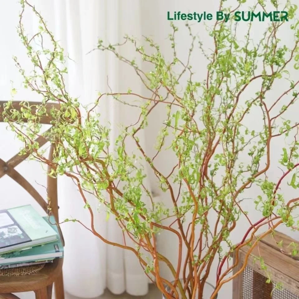 德国进口金龙柳金丝楠藤懒人高端绿植黄金龙柳居家装饰鲜枝可发芽