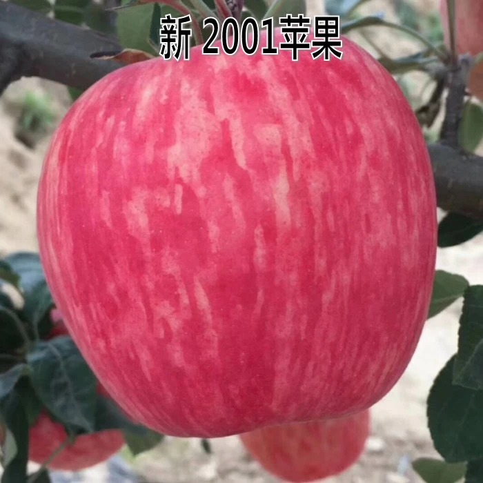 新品种特大条纹红苹果树苗盆地栽新2001苹果苗嫁接苗南方北方种植