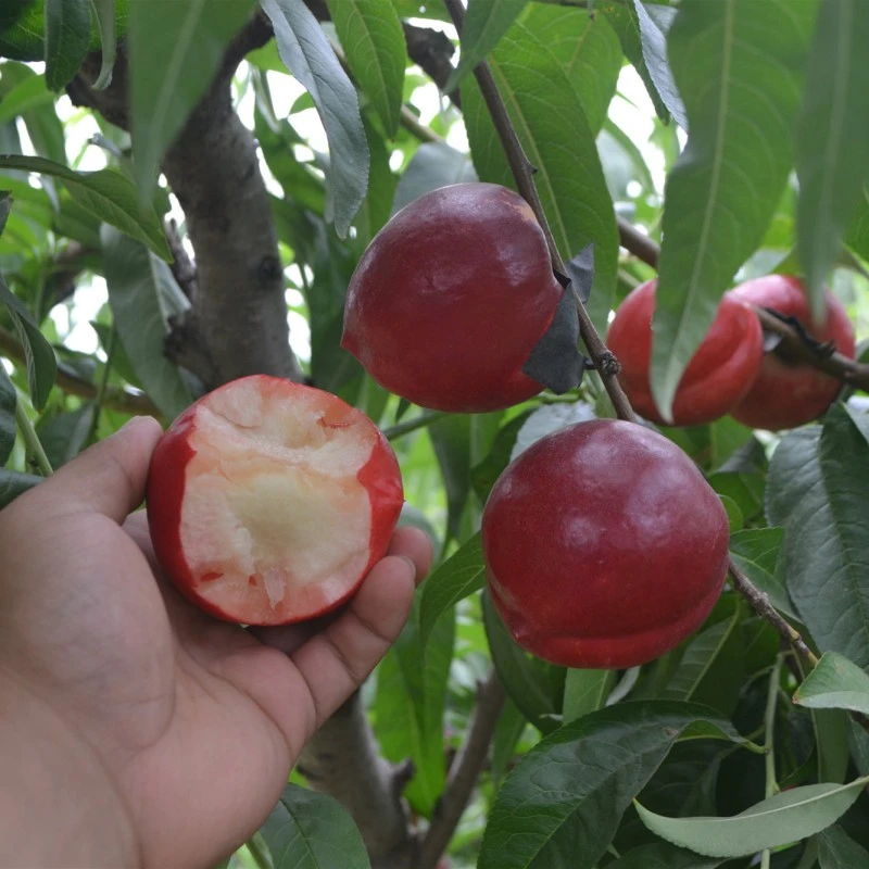 适合南北方 种植桃子水果树苗 新品种嫁接苗特大果早中晚熟 世纪