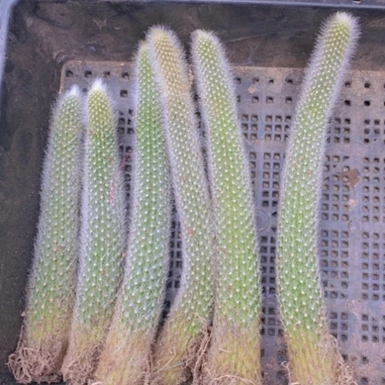 杂交猴尾仙人球一颗