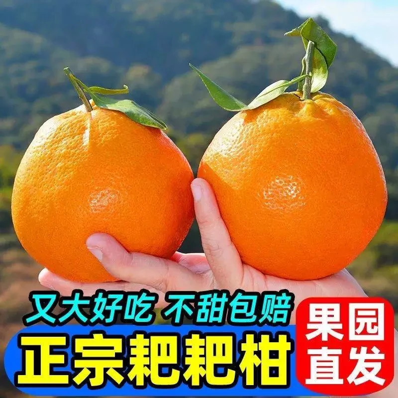 5四川正宗春见耙耙柑新鲜橘子当季水果丑八怪粑粑柑丑丑八怪橘子