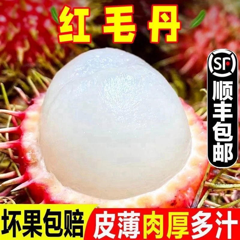 【7号果特快顺丰空运】正宗海南保亭红毛丹现摘现发新鲜水果鲜甜