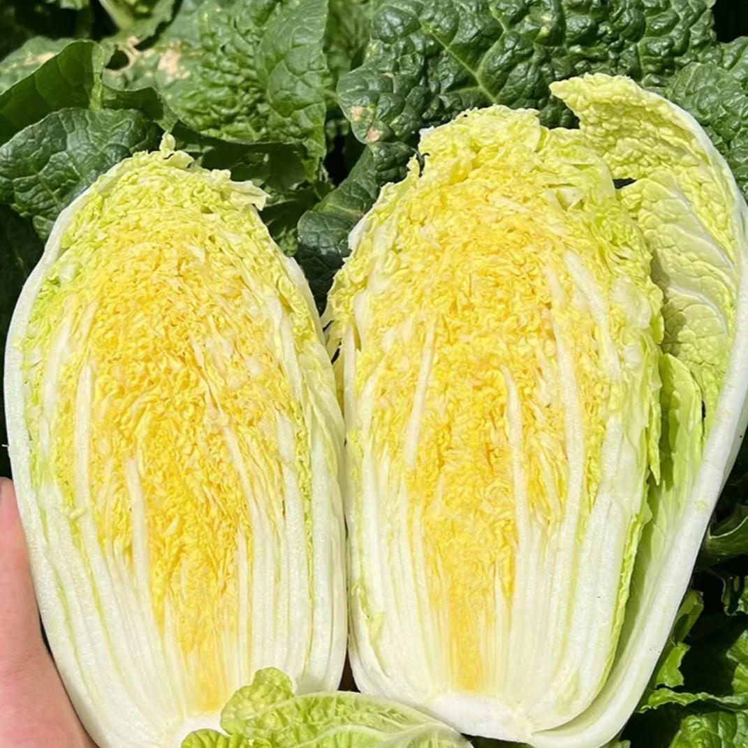 【娃娃菜】河南露天种植霜打娃娃菜菠菜