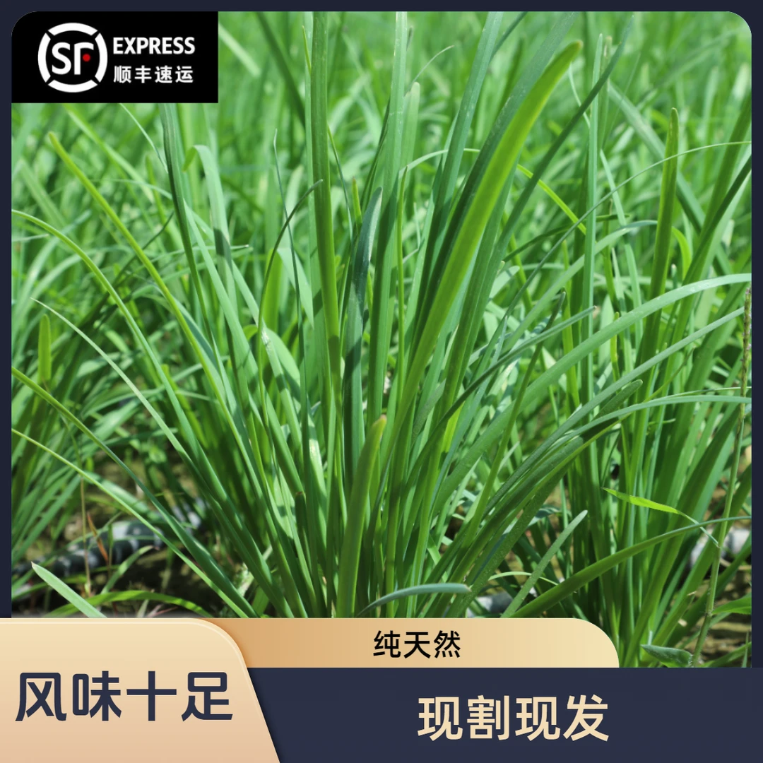 【绿火农场】新鲜韭菜3斤/味道鲜美/绿色种植/原产地发货