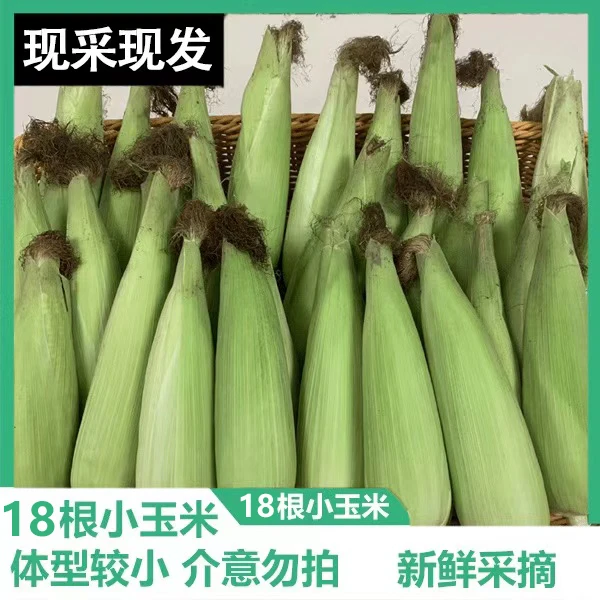 【18根小玉米】19.9元18根小玉米/现摘现发/新鲜采摘/体型偏小/介意勿拍