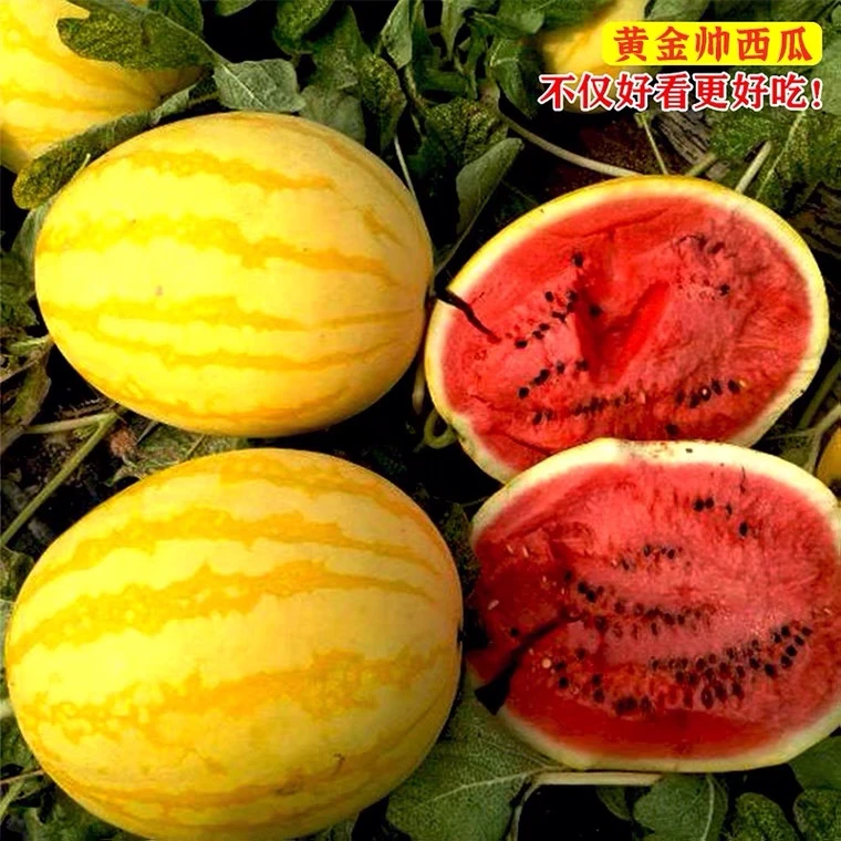 新甜王礼品西瓜种子黄皮红壤小西瓜种子早春夏秋季甜脆可口皮薄