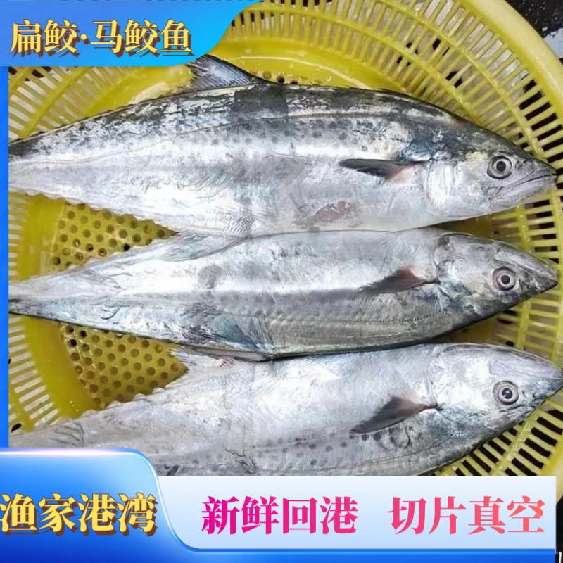 5斤共两条白腹马鲛鱼（海南渔民捕捞新鲜上岸）