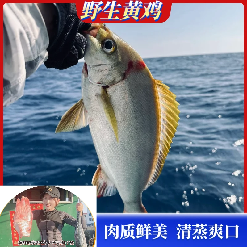 【大黄鸡】海南码头新鲜回港深海捕捞 真空包装清蒸