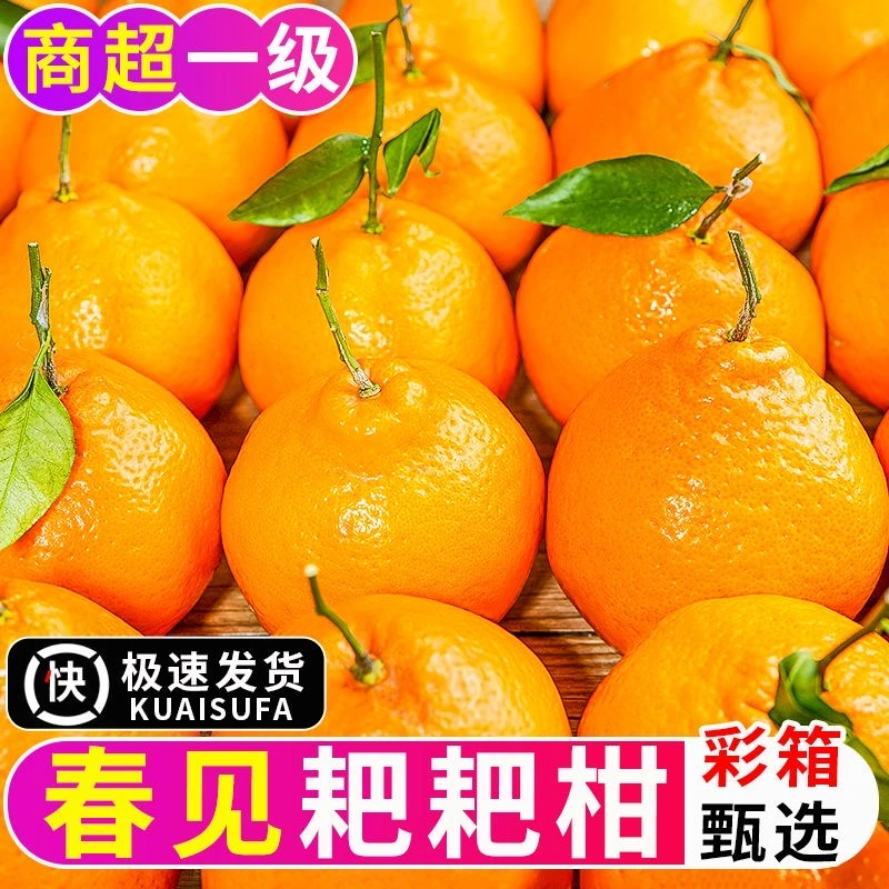 【应季水果】正宗春见耙耙柑四川应季新鲜水果耙耙柑橘子爽口多汁