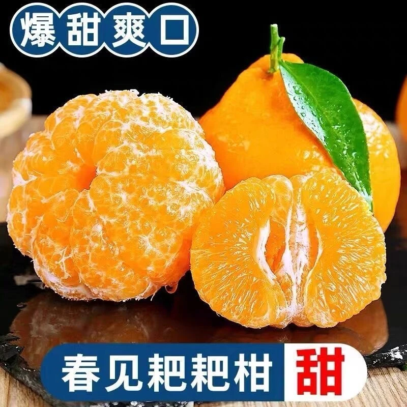 【应季水果】正宗春见耙耙柑四川应季新鲜水果耙耙柑橘子爆甜多汁