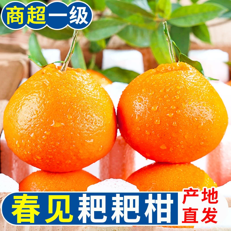 【爆甜多汁】正宗春见耙耙柑四川应季新鲜水果耙耙柑橘子包邮