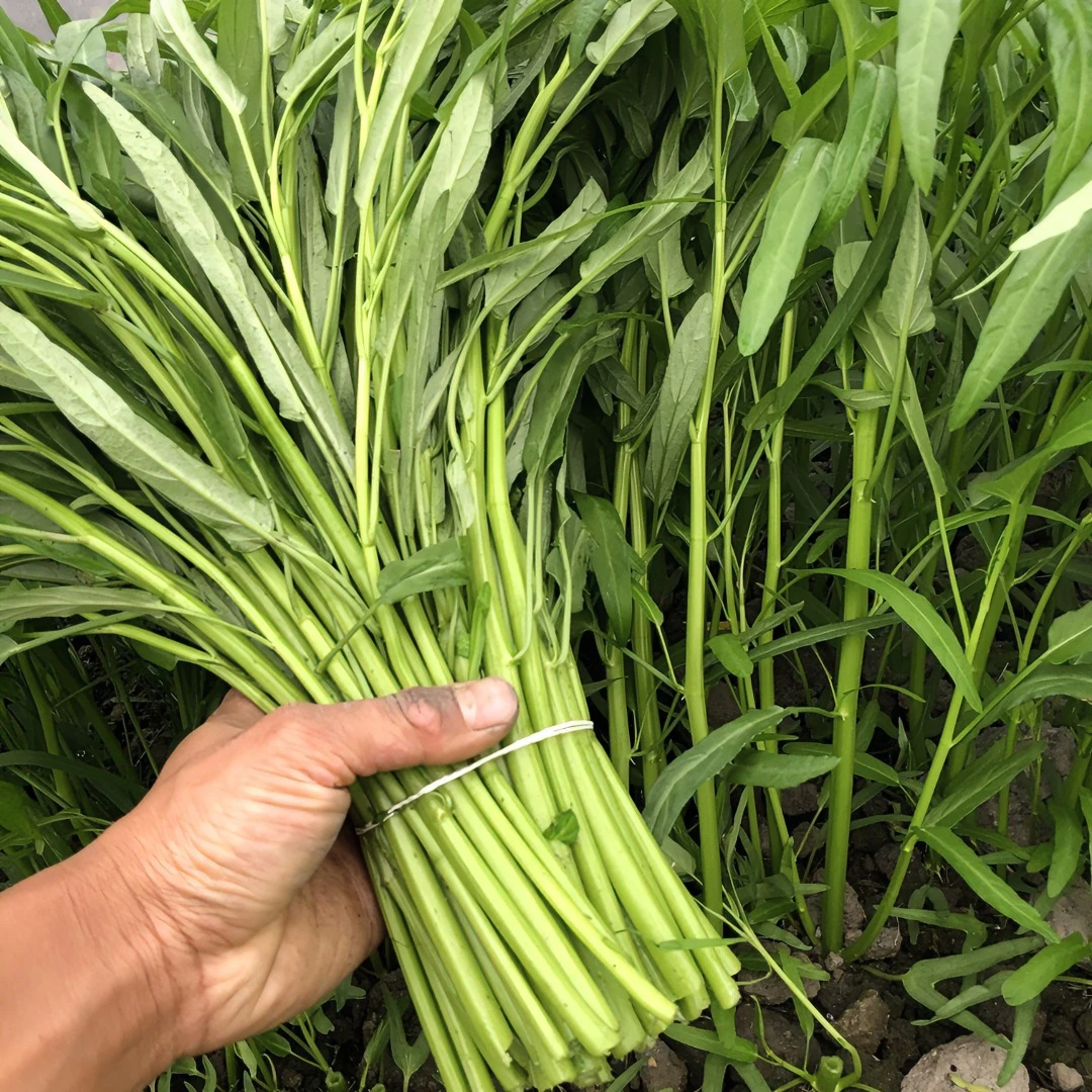 柳叶空心菜种子三叉空心菜种子耐寒四季播种夏季蔬菜简单阳台小院
