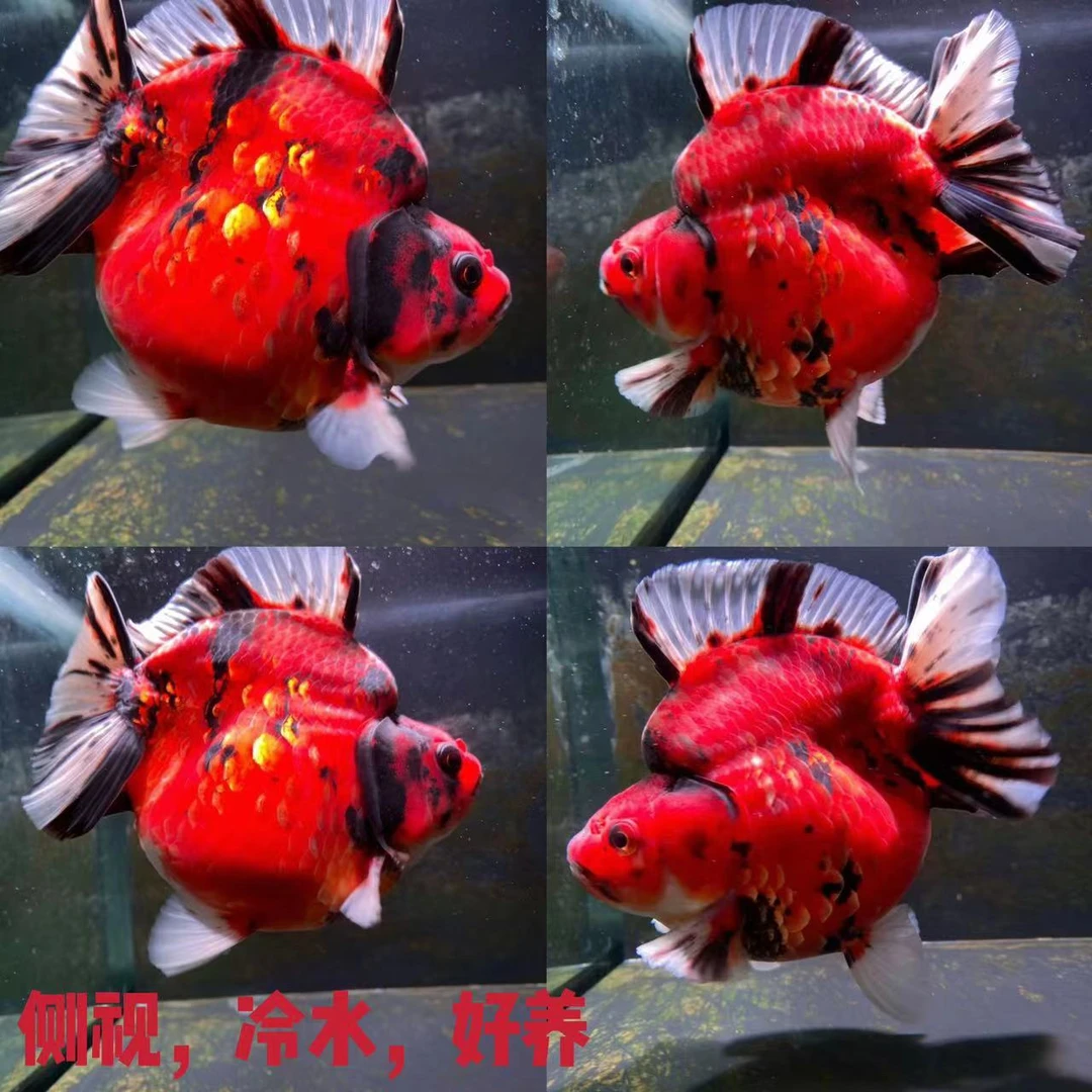 鼠头高背鎏金冷水鱼淡水鱼侧视鱼好养活