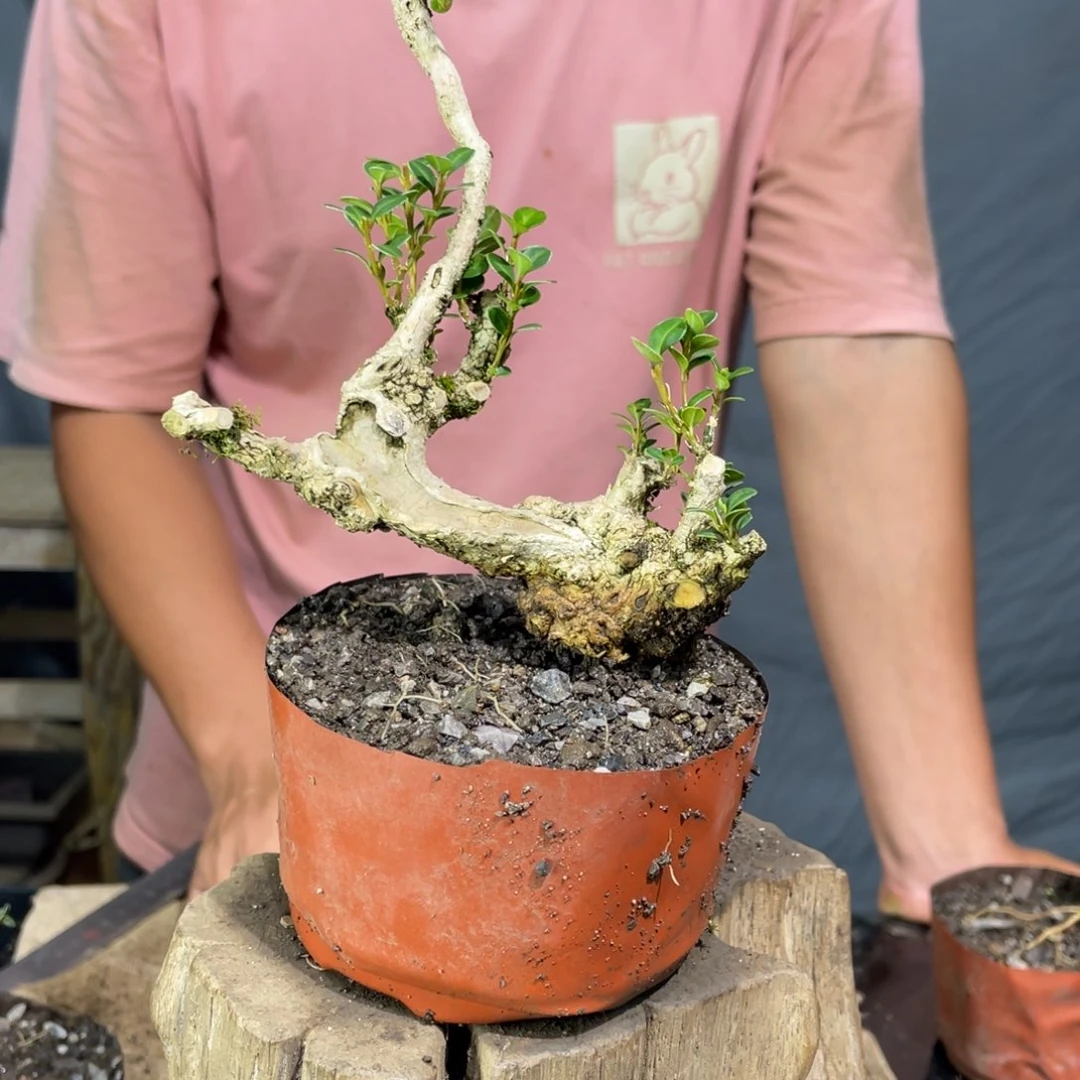 红陶20CM(含)-50CM(不含)****?