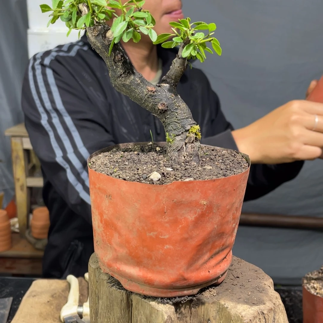 红陶20CM（含）-50CM（不含）老*