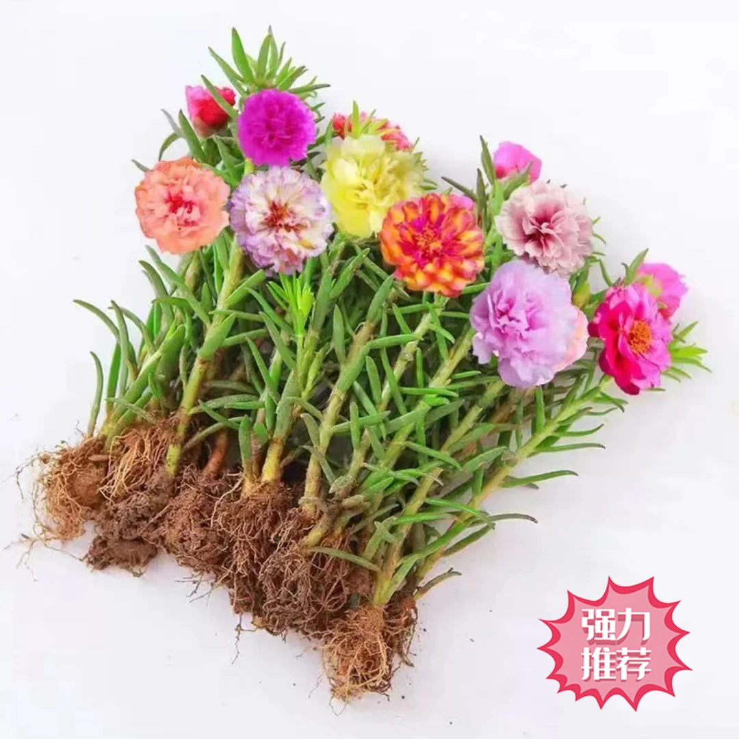 容易太阳花苗带根重瓣苗混色喜阳植物带花苞室内阳台庭院四季开花