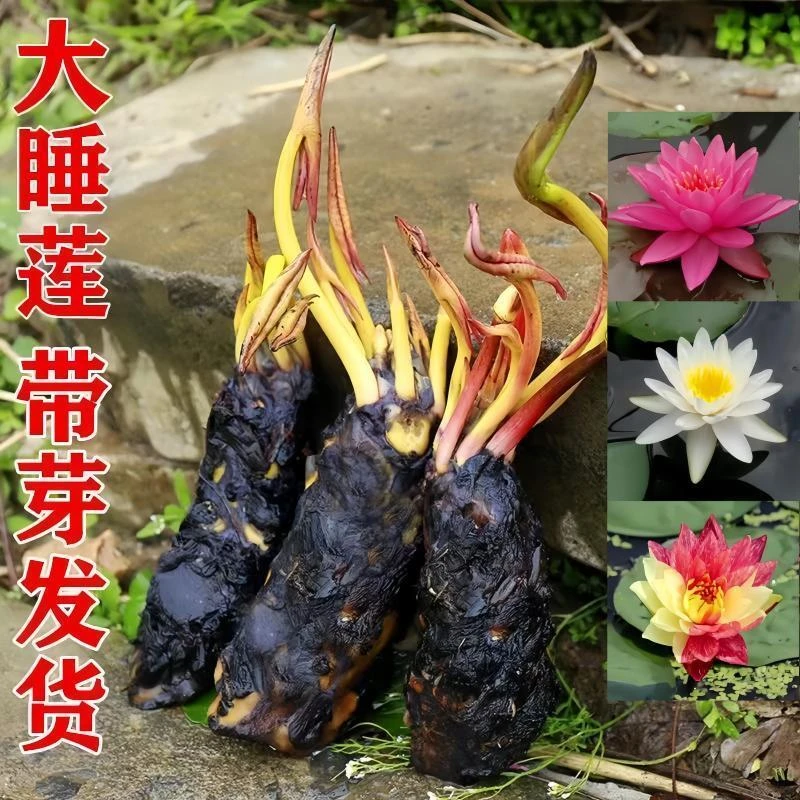 池塘睡莲花鱼缸睡莲根块带花苞四季盆栽水培植物庭院大小水养花卉