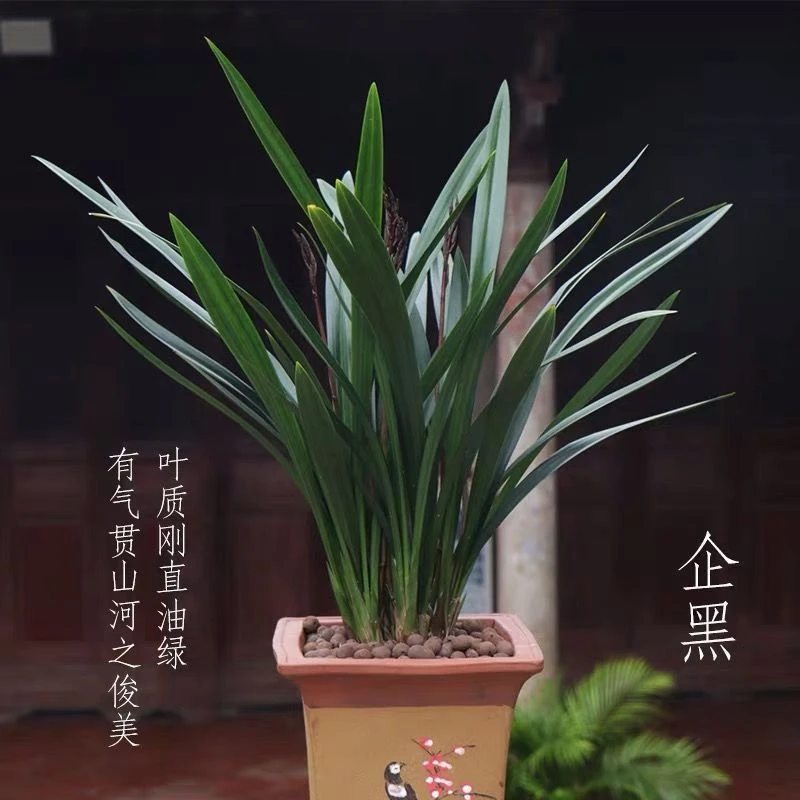 超香名贵兰花【精品墨兰】浓香大花朵盆栽室内花卉建兰绿植文心兰