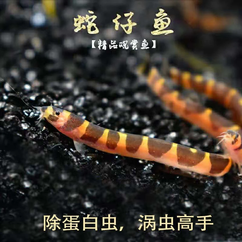 包顺丰苦力泥鳅观赏鱼热带鱼除蛋白虫涡虫虾缸搭档清洁鱼易养