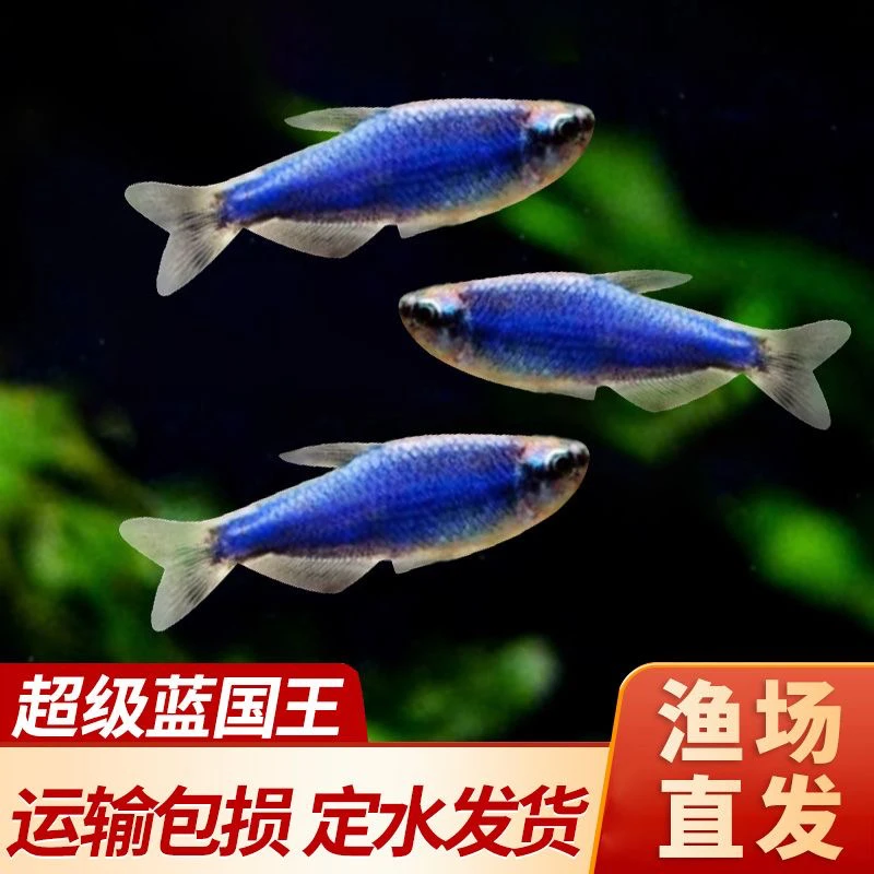 养宠装备超级蓝凯瑞超级蓝国王鱼南美热带高端鱼淡水群游超萌好物