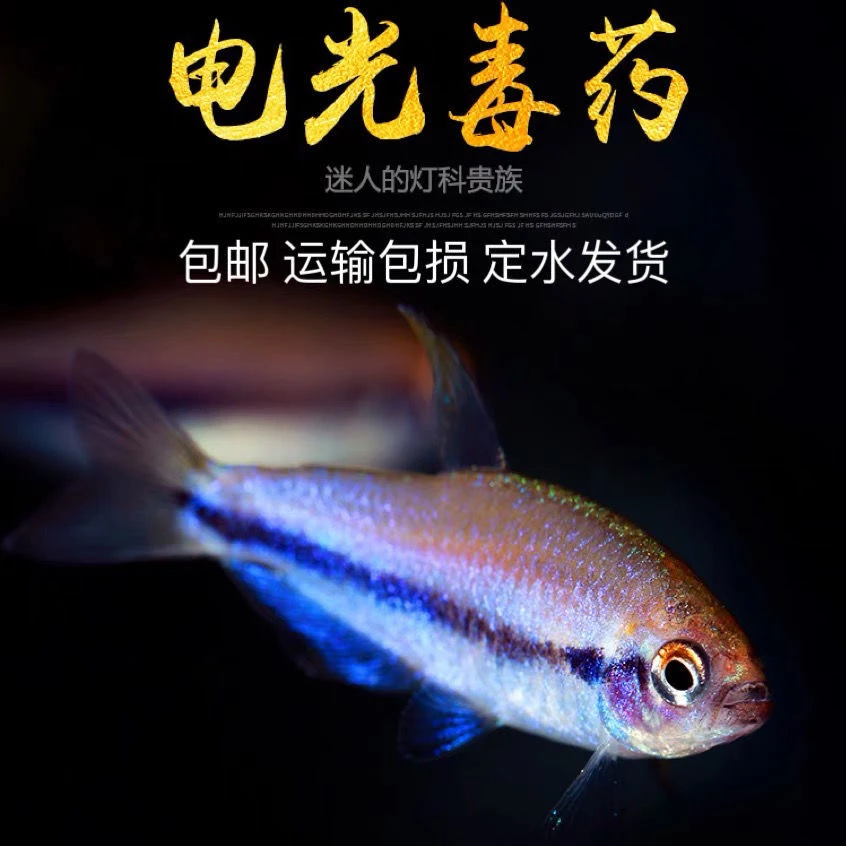 包顺丰电光DY灯鱼小型南美稀有高端鱼草缸群游灯科鱼