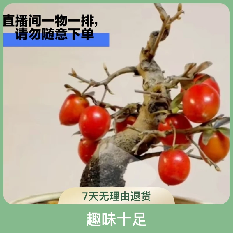 (直播间一物一拍链接请勿私自下单)老鸦柿盆景绿植及盆景素材