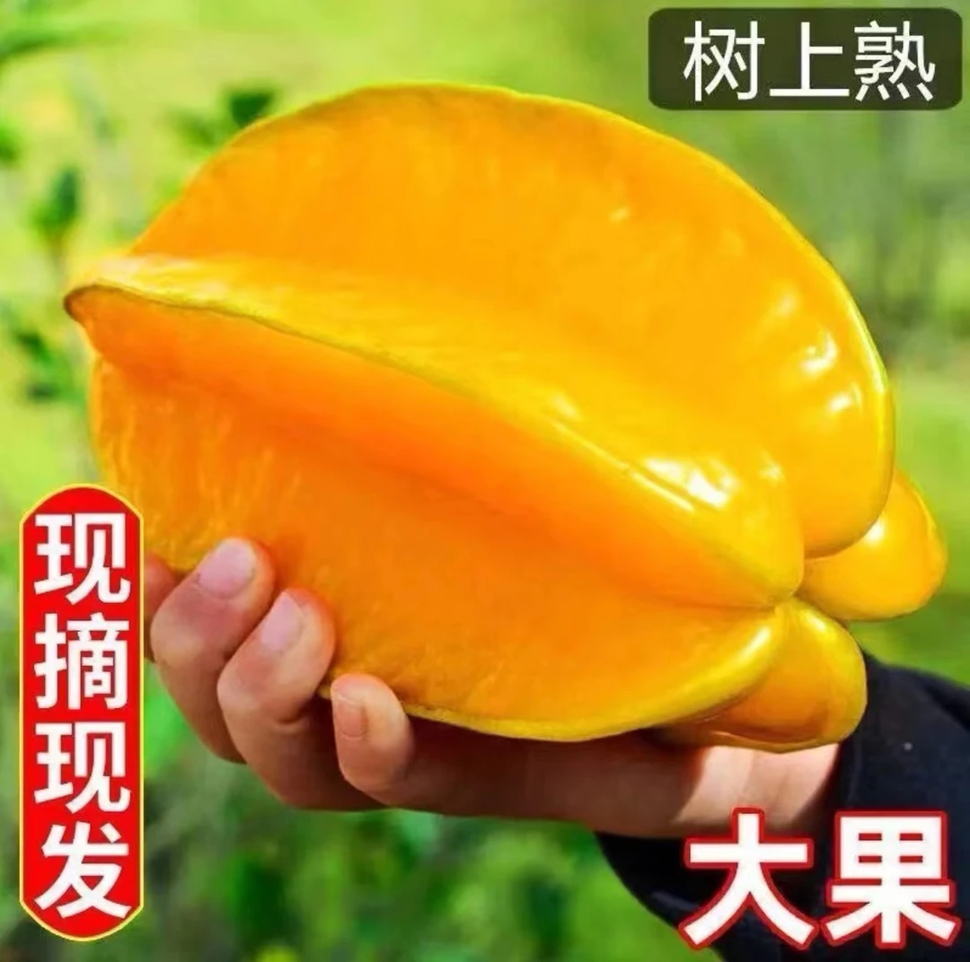 福建漳州杨桃鲜嫩肉厚新鲜采摘 汁水饱满清甜爽口多汁 【坏果包赔】