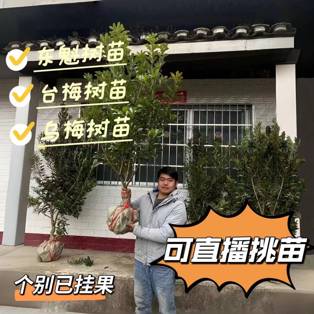 现挖现发靖州东魁台梅黑炭乌梅杨梅树苗