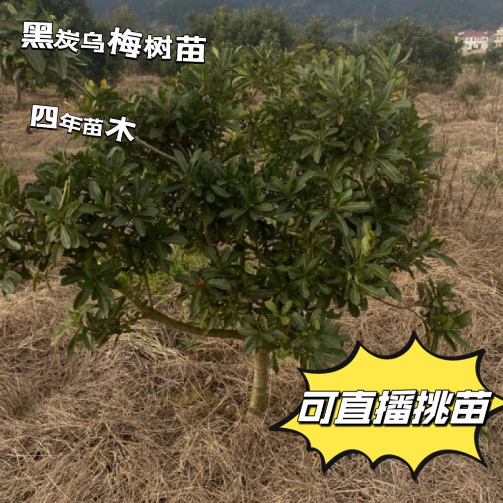 小黑炭乌梅杨梅树苗