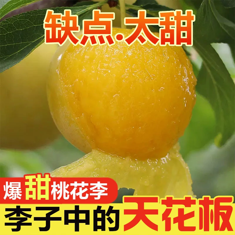 四川冰糖李子桃花李子新鲜采摘李子软糯香甜汁水丰富整箱3-5斤