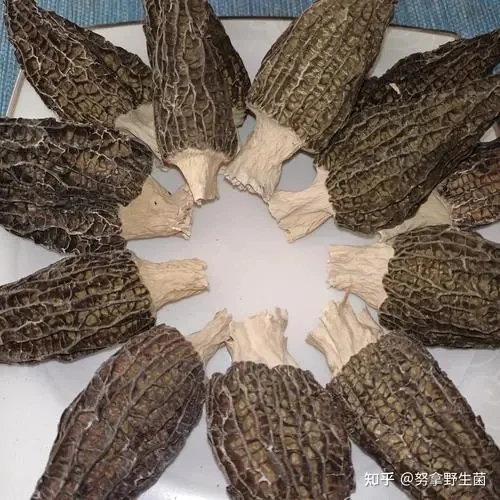 万源深山种植羊肚菌干货