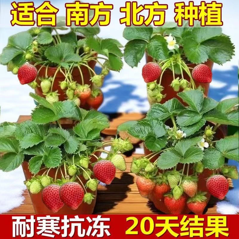 草莓苗盆栽草莓阳台草莓四季草莓苗奶油草莓结果盆栽