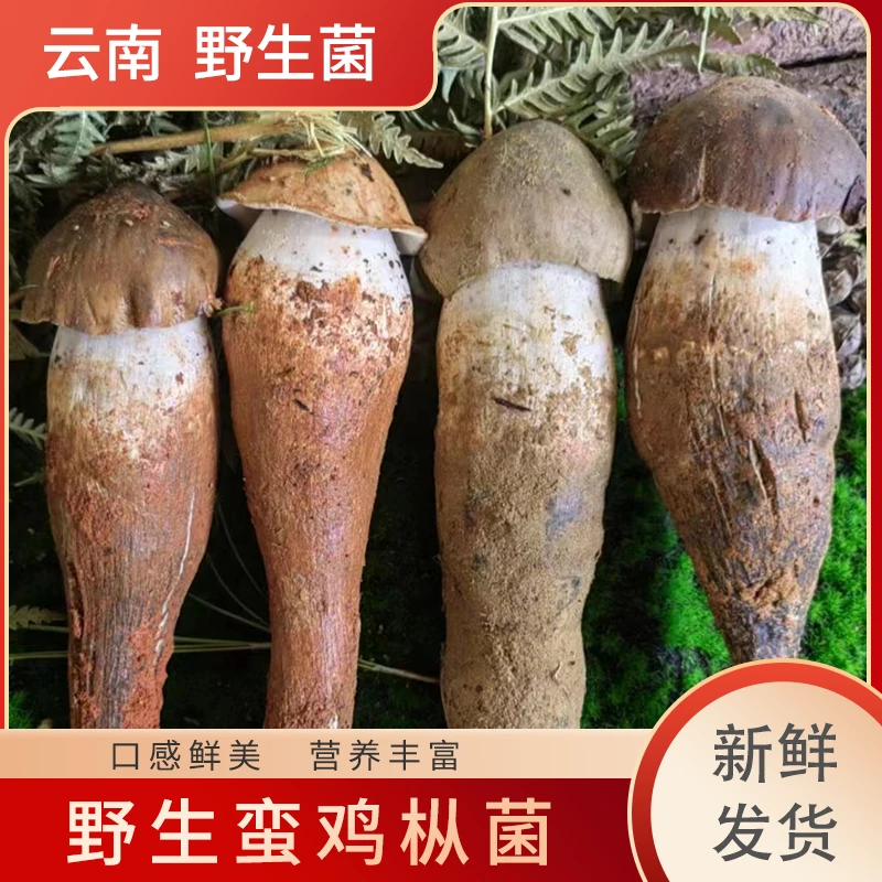 云南楚雄鸡枞菌新鲜蛮鸡枞个大饱满当天现采食用鸡枞菌