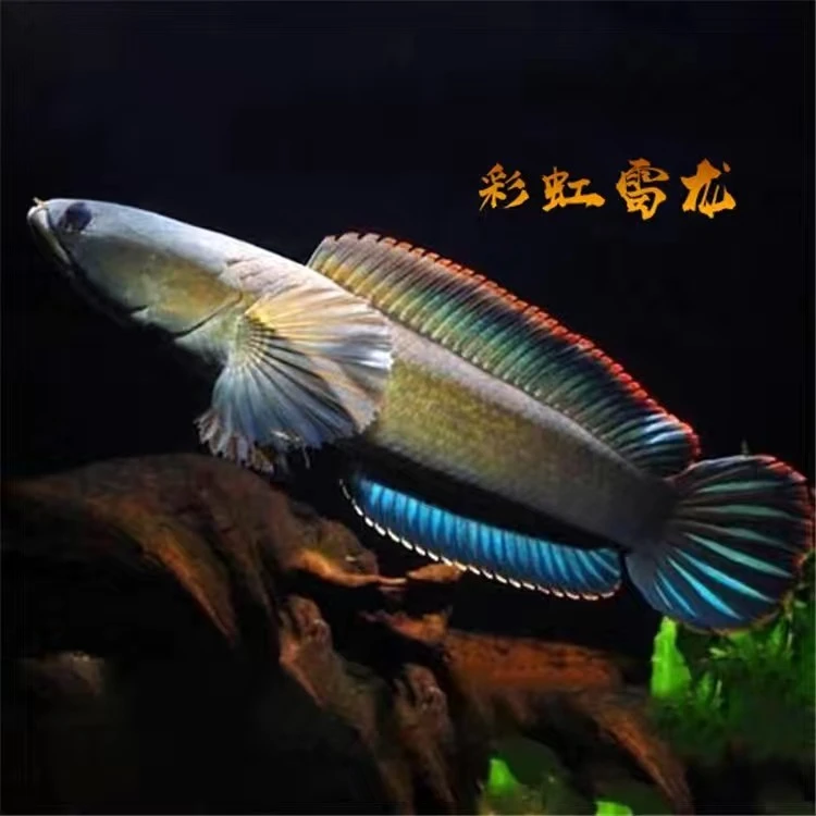 国产彩虹雷龙鱼种鱼
