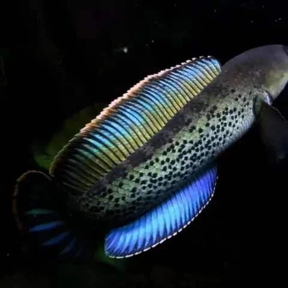 鬼王雷龙鱼蓝宝石雷龙鱼